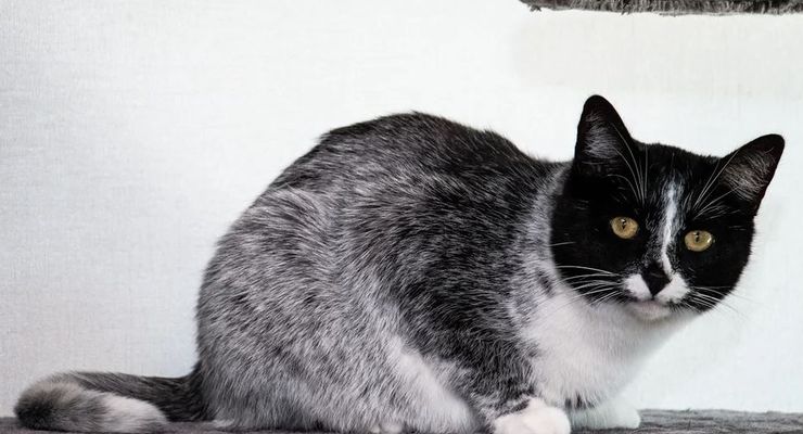 Salmiak, Warna Baru Kucing, Seperti Apa Kelihatannya?
