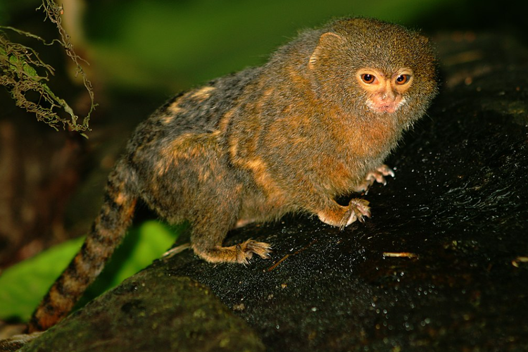 Pygmy Marmoset, hewan terkecil di dunia