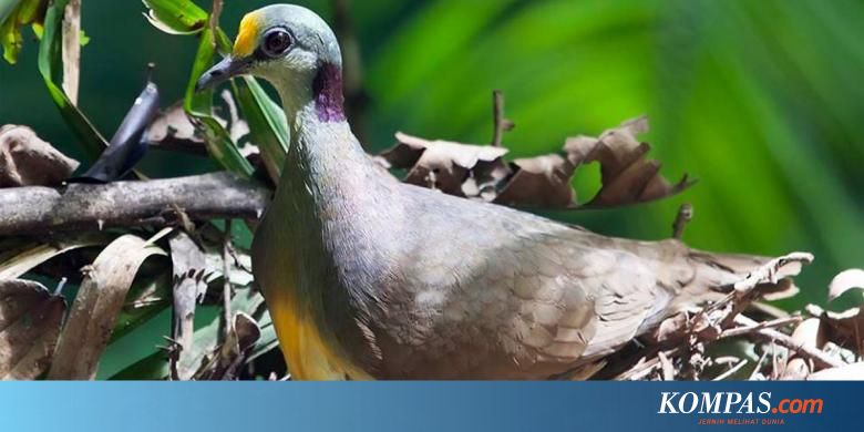 Delimukan Sulawesi Si Burung Pemalu Berhasil Didokumentasikan Saat