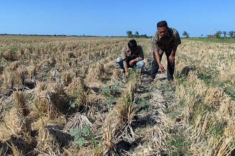 95 Hektare Sawah di Kalisapu Cirebon Kekeringan, Petani Gagal Tanam akibat Irigasi Tak Berfungsi