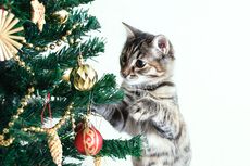 Cara Menjauhkan Pohon Natal dari Keusilan Kucing Peliharaan di Rumah