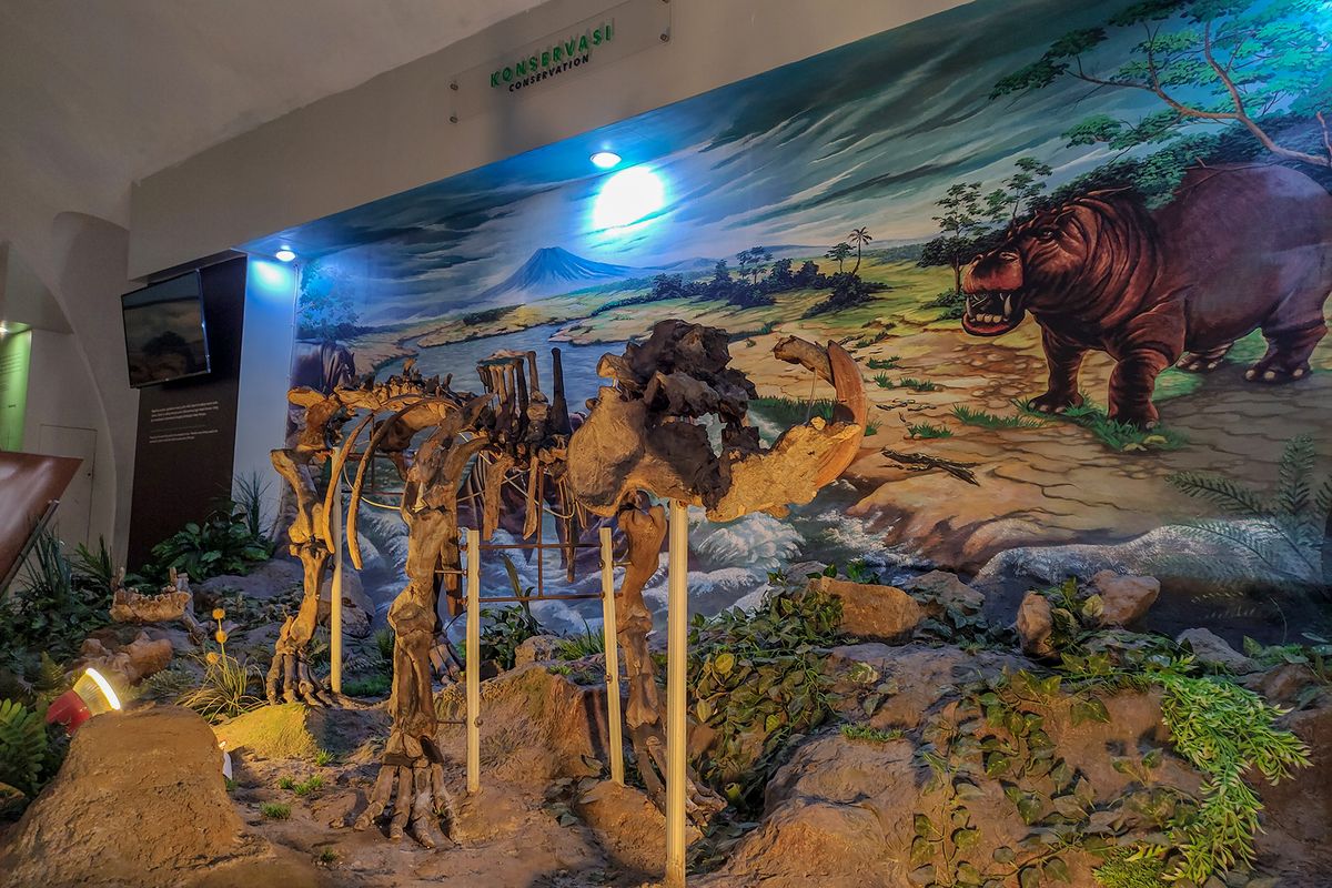 Fosil Kuda Nil di Museum Sangiran.