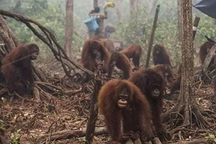Nico menjelaskan, foto orangutan yang tampak keluar dari hutan yang telah terbakar merupakan dokumentasi peristwa dari tahun 2015.