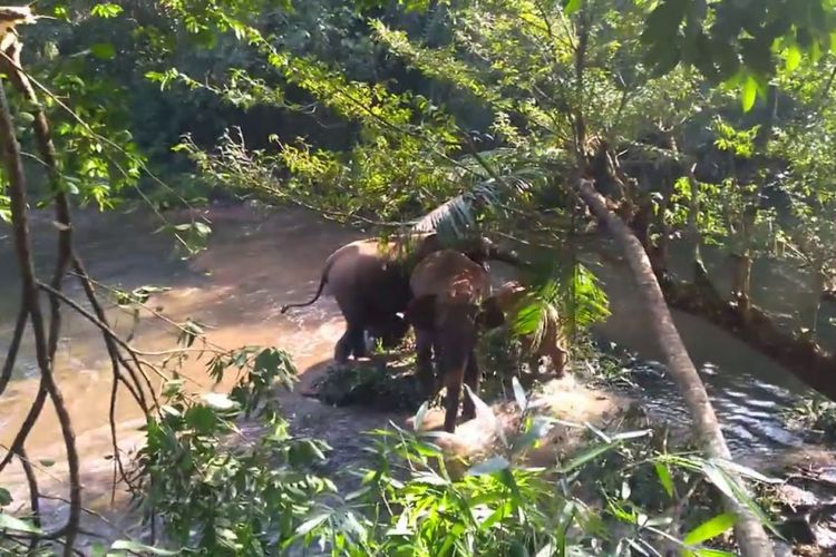 Bayi gajah yang diselamatkan dan kawanannya