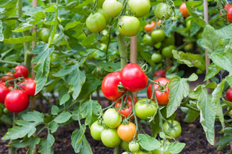 Ilustrasi tanaman tomat yang dipasangi ajir