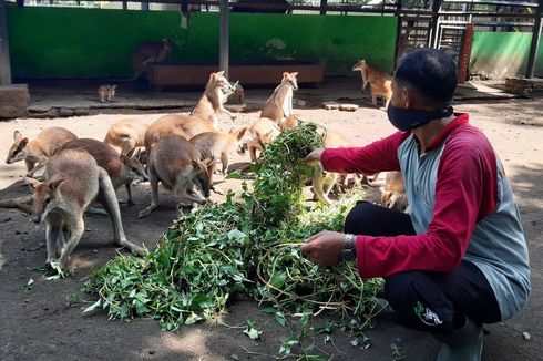 Buka Donasi hingga Jual Tiket, Ini Upaya TSTJ Selamatkan Satwa Saat Pandemi