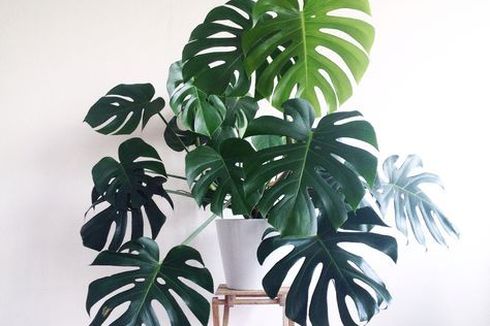 Serupa tapi Tak Sama, Ini Perbedaan Monstera dan Philodendron