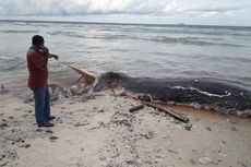 Bangkai Paus Raksasa Terdampar di Pesisir Pantai Pulau Buru