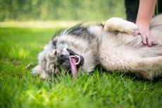 Anjing di Bali Ditembak dengan Senapan Angin hingga Mati, Polisi Lakukan Penyelidikan