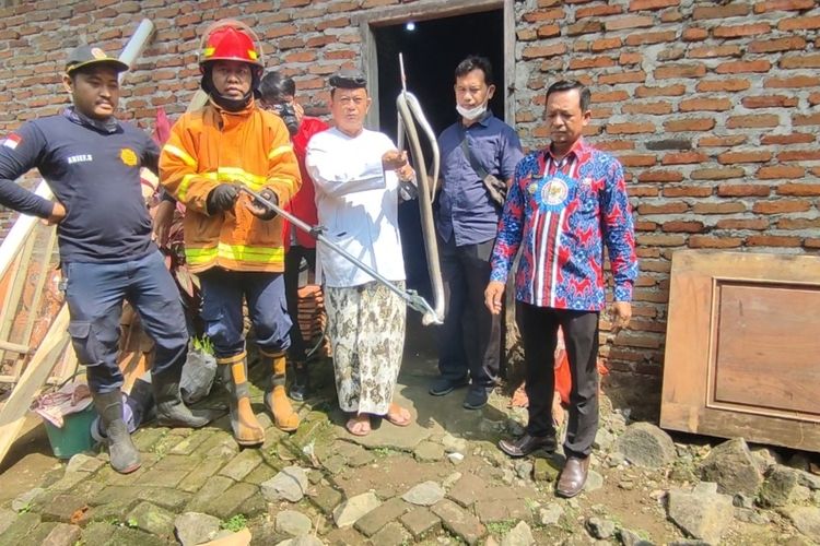 JABAR Warga Cirebon Histeris Ular Kobra Masuk Rumah dan Bersarang di Kamar