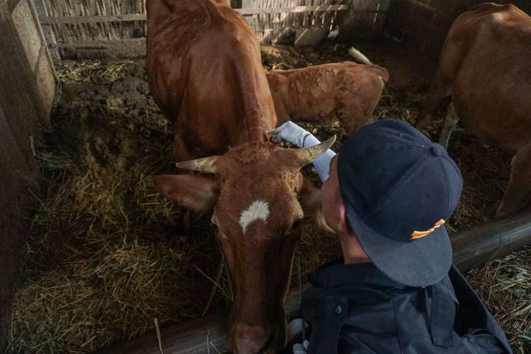 Petugas bersiap menyuntikkan vaksin penyakit mulut dan kuku (PMK) di salah satu sapi milik warga di Kabupaten Batang, Jawa Tengah, Senin (25/7/2022). Berdasarkan data Koordinator Tim Pakar Satuan Tugas Penanganan PMK Profesor Wiku Adisasmito, pemerintah telah mengimpor tiga juta dosis vaksin dalam upaya mencegah penularan penyakit mulut dan kuku (PMK) pada ternak. ANTARA FOTO/Harviyan Perdana Putra/hp.