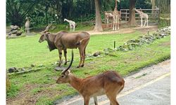 Dari Konservasi hingga Ekonomi Sirkular, Begini Transformasi Taman Safari Cisarua Jelang Hari Keanekaragaman Hayati
