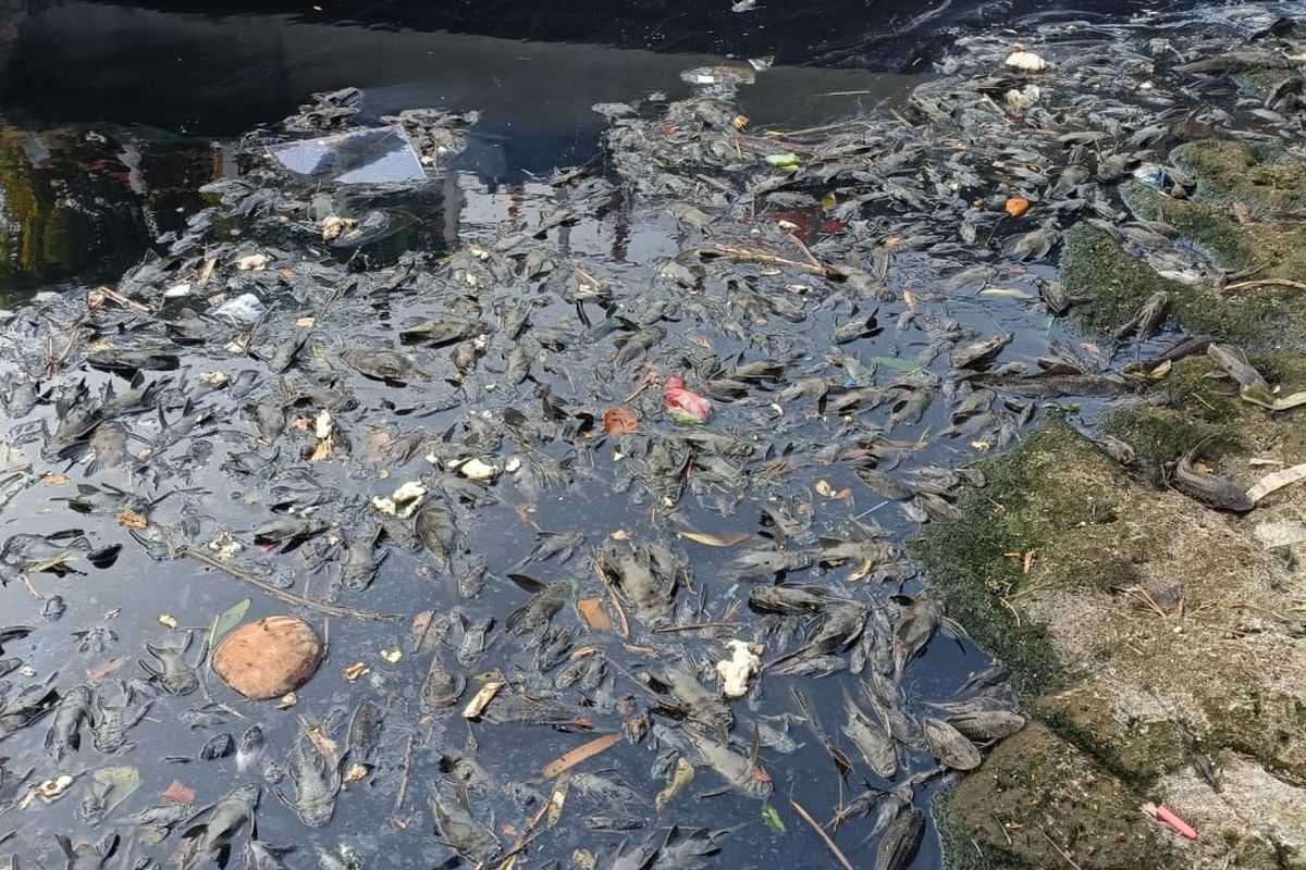 Ribuan ikan sapu-sapu yang tampak mati dan mengambang di aliran Kali Vila Nusa Indah, tepatnya Sungai Cileungsi, perbatasan Kabupaten Bekasi dan Kota Bekasi, Senin (11/9/2023). Kondisi tersebut diduga terjadi akibat pencemaran limbah.