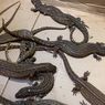 Pengiriman 10 Ekor Biawak Tanpa Telinga ke Medan Digagalkan, BKSDA Kalbar Telusuri Sosok Pengirim