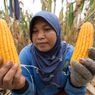 Kementan Klaim Jagung Melimpah Ruah, Kenapa Mahal di Lapangan?