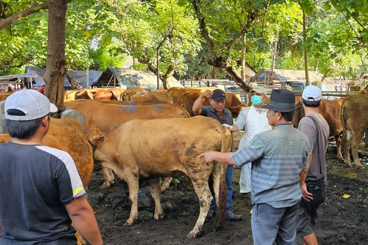 Petugas DKPP memeriksa sapi di pasar hewan Kecamatan Pare, Kabupaten Kediri, Jawa Timur, Selasa (7/1/2025), untuk mengantisipasi penyebaran penyakit mulut dan kuku (PMK).