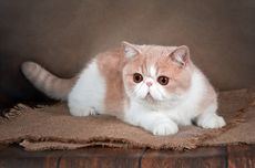 Mengenal Kucing Exotic Shorthair, dari Sejarah hingga Perawatan