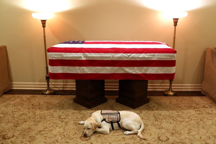 Sully HW Bush, anjing labrador yang berbaring di bawah peti mati Presiden ke-41 Amerika Serikat George HW Bush. (Twitter/Jim McGrath)