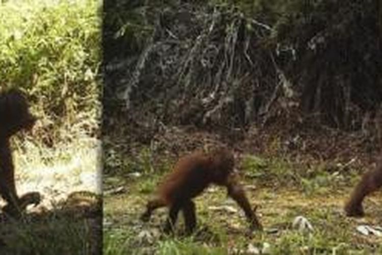 Orangutan Kalimantan kini banyak menghabiskan waktu di permukaan tanah.