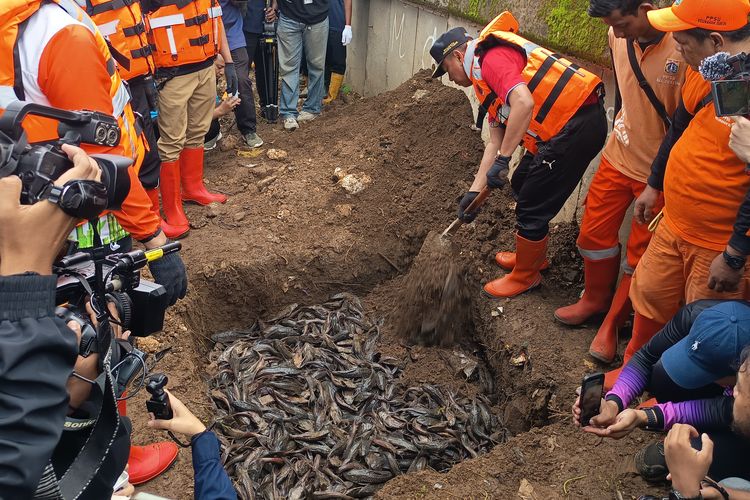 68.800 Ikan Sapu-sapu Ditangkap di Jakarta, Total Hampir 7 Ton Dimusnahkan