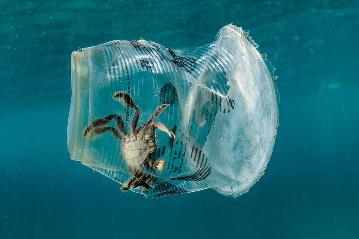 Ilustrasi kepiting kecil. (Kepiting kecil yang terperangkap dalam sampah gelas plastik)