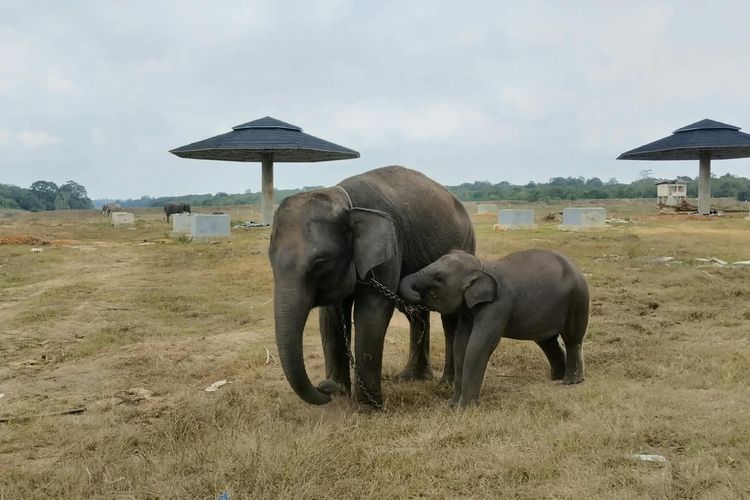 Gajah TN Way Kambas Aman, Jauh dari Titik Kebakaran di Resort Cabang