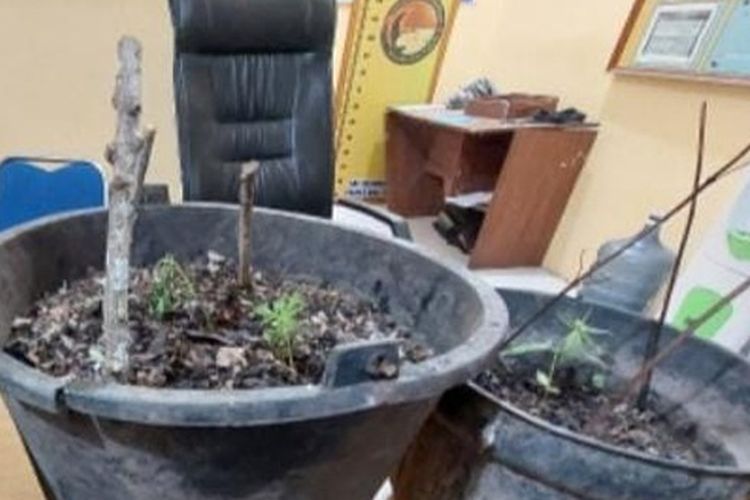 Pemuda di OKU Timur yang ditangkap polisi karena menanam ganja di ember perkarangan rumah.