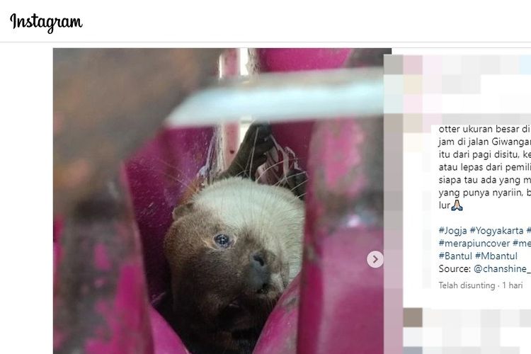 Indomaret Buka Suara soal Otter yang Terjebak di Tumpukan Tabung Elpiji