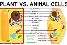 Apa Saja yang Tidak Dimiliki Sel Hewan namun Dimiliki Sel Tumbuhan?