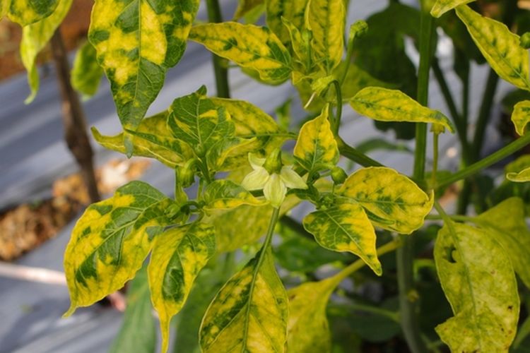 Ilustrasi daun cabai menguning.