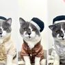 Mau Seperti Bobby Kertanegara? Ini 3 Rekomendasi Baju Koko Kucing