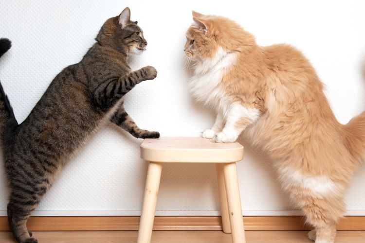 5 Penyebab Dan Cara Mengatasi Kucing Yang Tidak Akur Di Rumah Halaman All -  Kompas.com