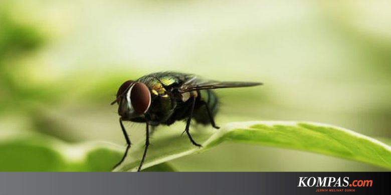 Jangan Usir Mereka 3 Jenis Serangga Ini Berharga Bagi Rumah Anda