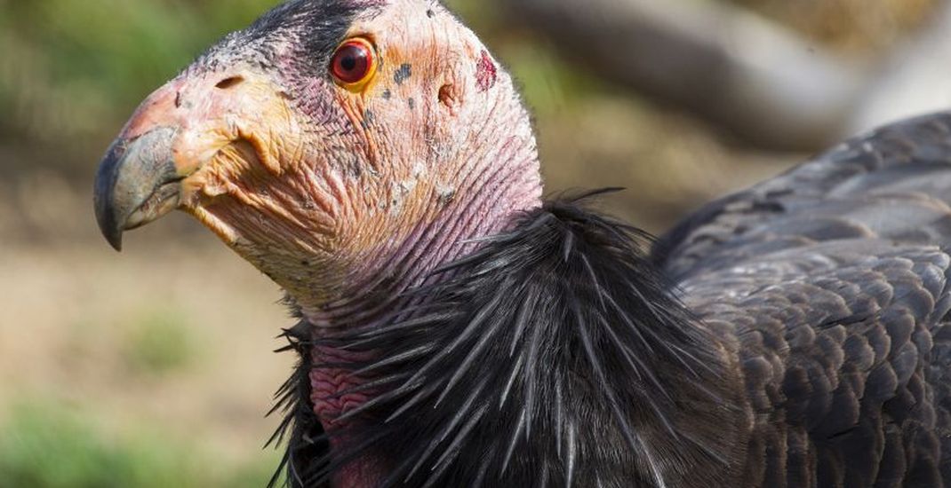 Burung condor California diketahui bisa melakukan reproduksi aseksual 
