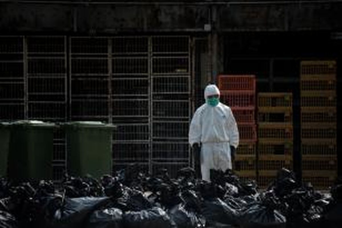 Seorang petugas pemerintah Hongkong mengenakan pakaian pengaman menyaksikan tumpukan kantung plastik berisi bangkai ayam yang dimusnahkan akibat ditemukannya virus flu burung H7N9 dalam tubuh ayam yang diimpor dari China.