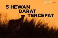 INFOGRAFIK: 5 Hewan Darat Tercepat