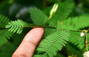 Macam Macam Gerak Esionom Pada Tumbuhan Halaman All Kompas Com