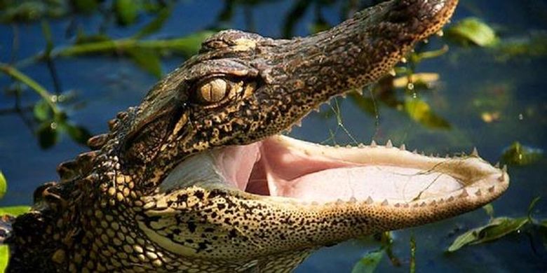 46+ Gambar Lidah Hewan Buaya HD Terbaik