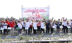 Perkuat Ketahanan Pangan, Pemkot Semarang Panen Bawang Merah Lokananta dan Maserati