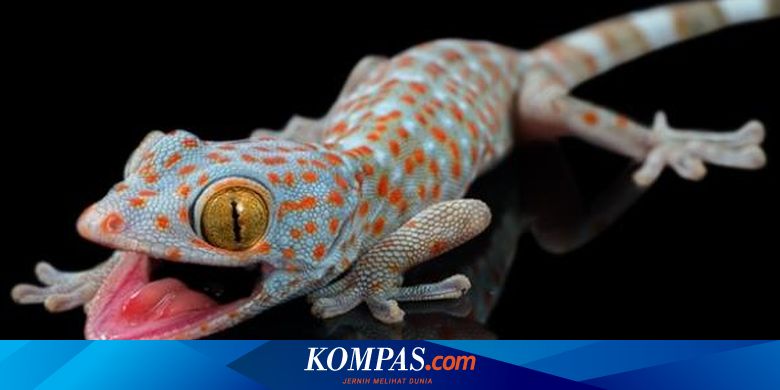 Viral Unggahan Tokek Berukuran Satu Meter Memangnya Ada Berikut Penjelasan Lipi Halaman All Kompas Com Viral Unggahan Tokek Berukuran Satu Meter Memangnya Ada Berikut Penjelasan Lipi Halaman All Kompas Com