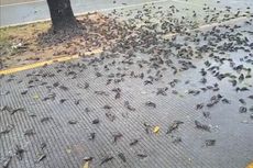 Ratusan Burung Pipit Mati di Cirebon Diduga karena Perubahan Cuaca yang Ekstrem