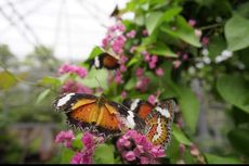Kemenuh Butterfly Park Bali: Daya Tarik, Harga Tiket, dan Jam Buka