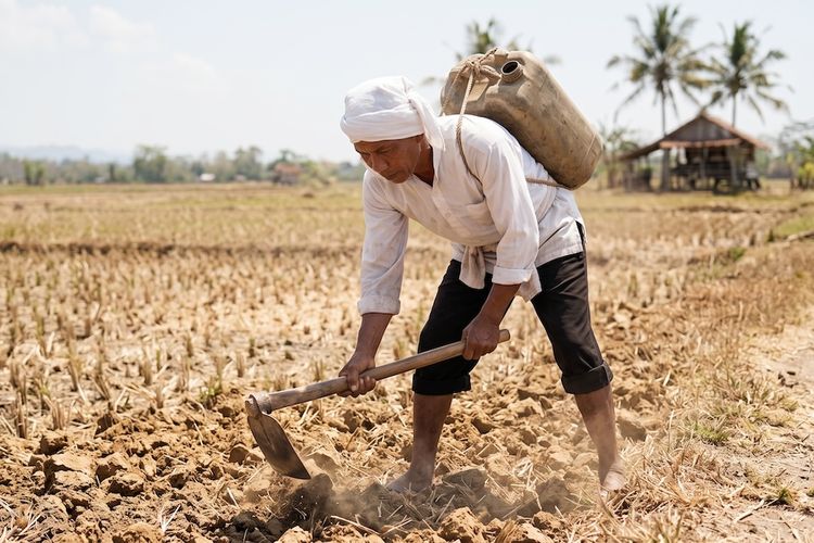 NTP Rekor Tertinggi dan Kesejahteraan Petani