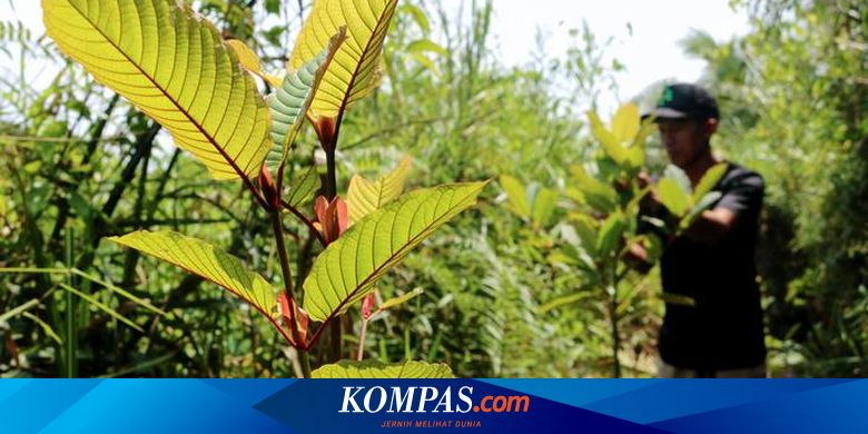 Mengenal Kratom Daun Ajaib Asal Kalimantan Yang Banyak Diekspor