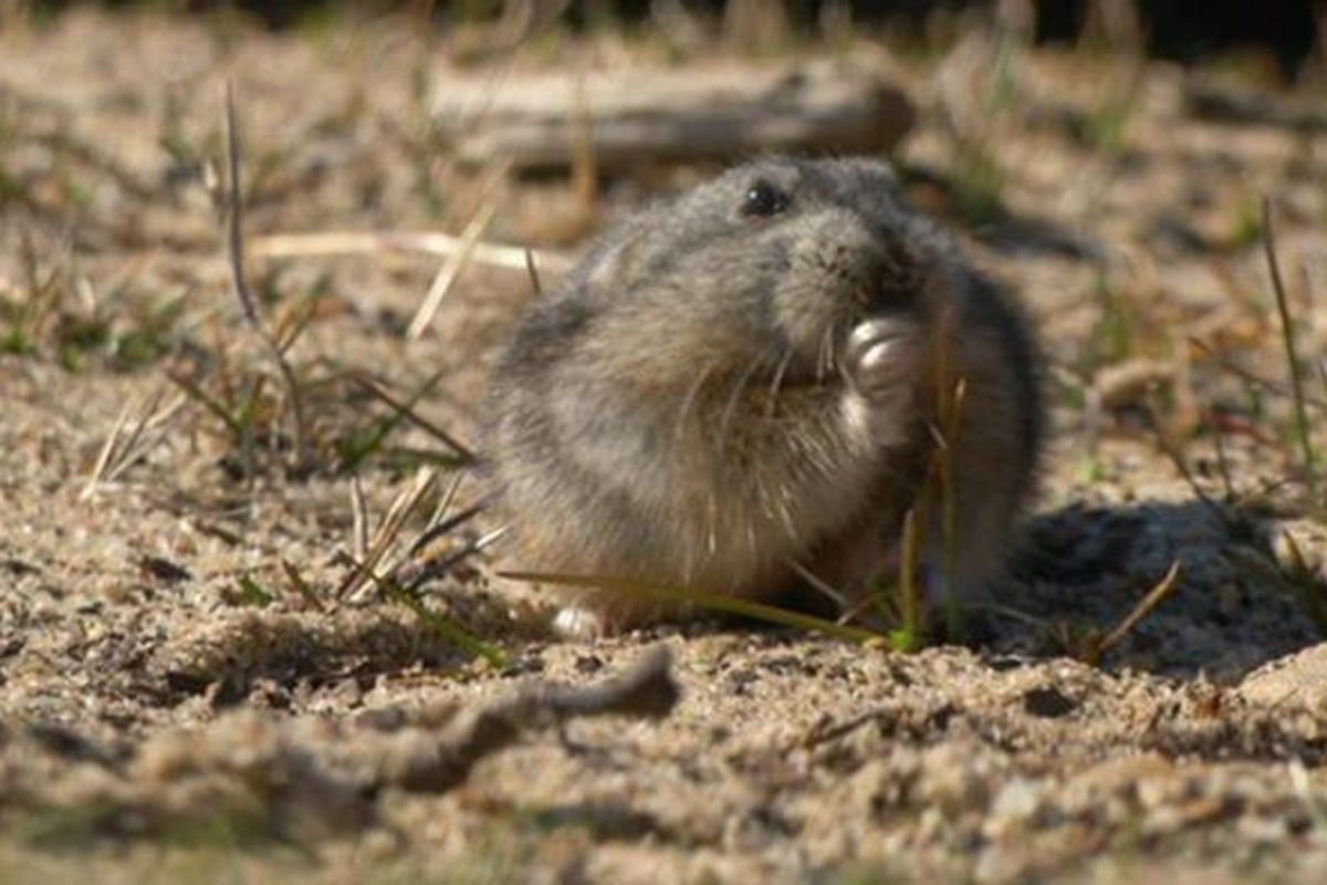 Lemming, tikus penghuni Arktik yang menjadi bukti perubahan iklim.