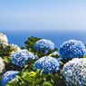 4 Tanaman yang Cocok Ditanam Bersama Bunga Hortensia