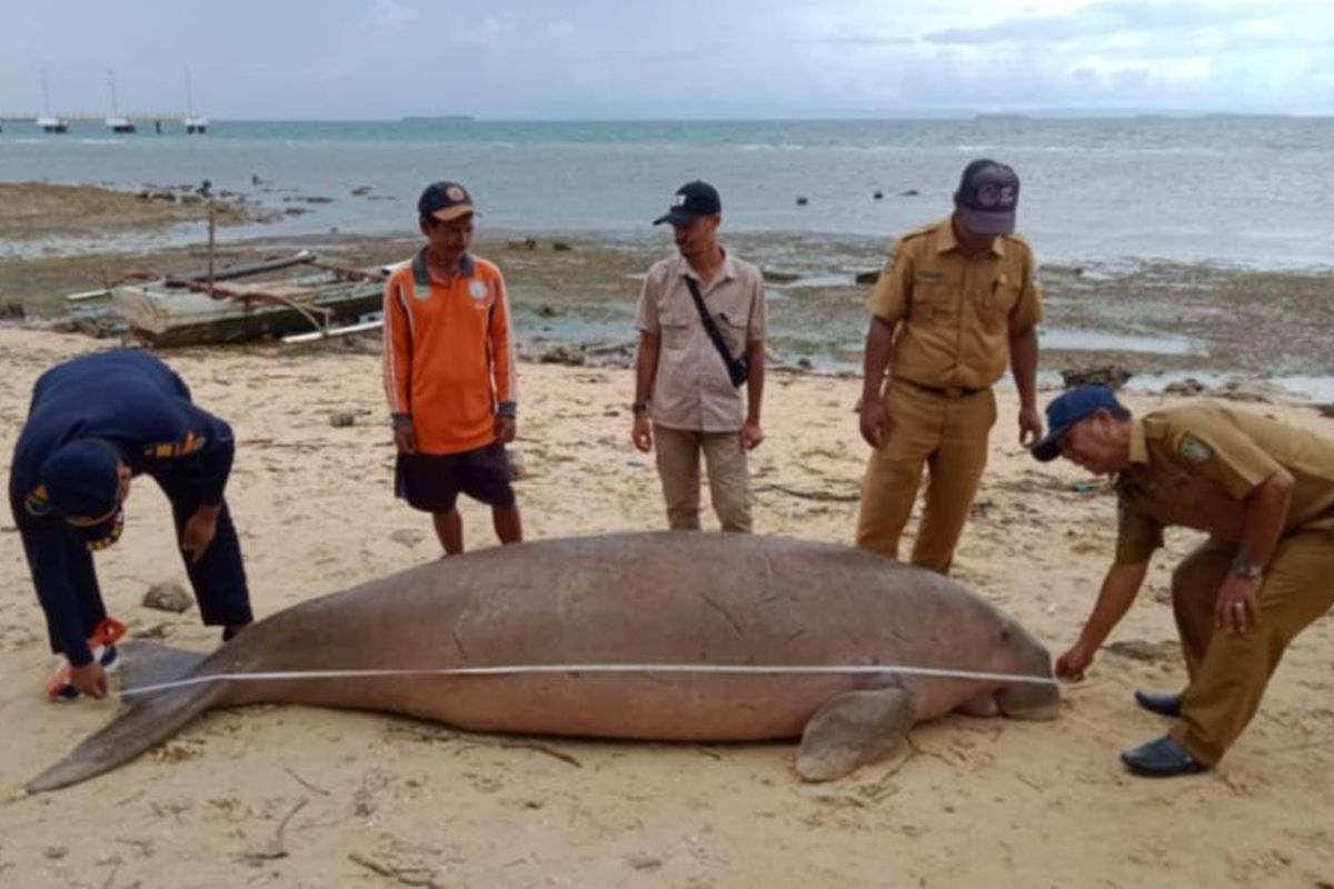 Seekor dugong ditemukan mati di perairan Morotai, Maluku Utara. 