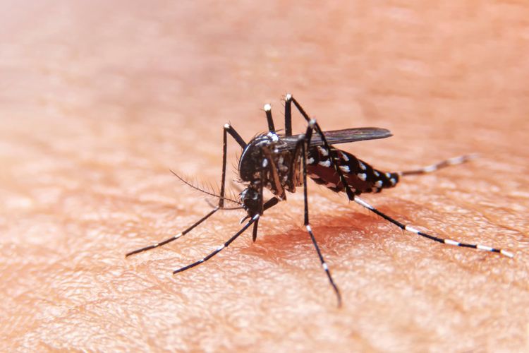 Se dice que los mosquitos Wolbachia en la ciudad de Yogyakarta reducen el dengue en un 77 por ciento.