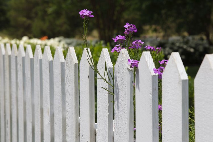 Ilustrasi pagar kayu putih 