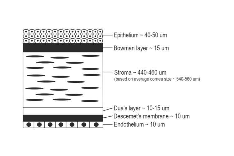 Ilustrasi lapisan kornea mata